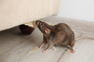 Mice infestation