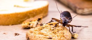Creepy Crawlies