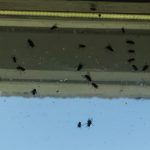 House Fly Infestation