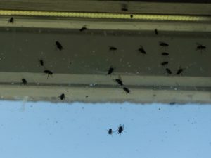 House Fly Infestation