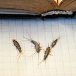 Silverfish Control