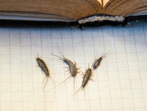Silverfish Control